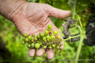 Vendanges mildiou vigne